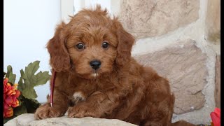 Cavapoo Puppies for Sale by Infinity Pups 10 views 2 hours ago 1 minute, 23 seconds