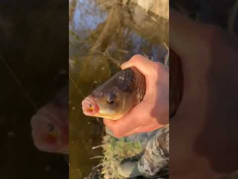 Для замовлення пишіть