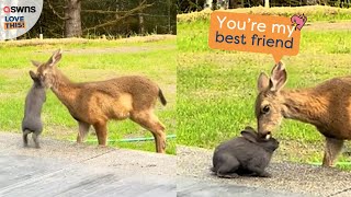 Real-life Bambi and Thumper 🦌♥🐰 | LOVE THIS!