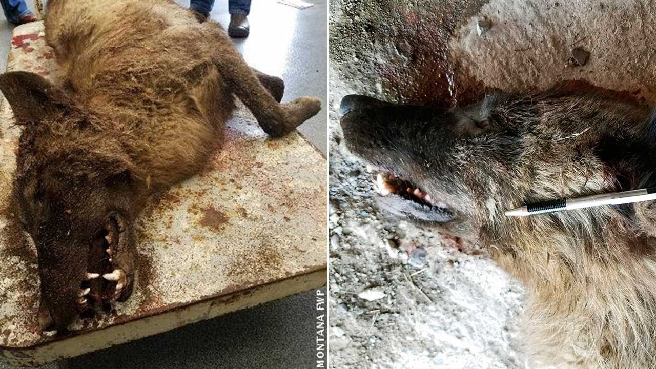 newspaper mockup Odd animal shot in Montana identified by DNA test