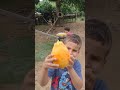 "DIA DE COLHER MAMÃO COM O VOVÓ!"