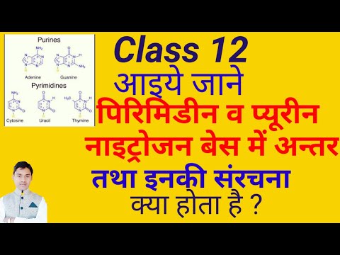 difference between purine and pyrimidine class 12    ( प्यूरीन तथा पिरिमिडीन अन्तर) video 66