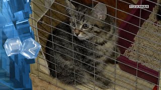 Каждый день волонтеры общества защиты животных «Дверь в лето» спасают брошенных котят