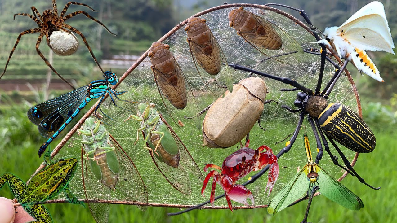 Chasing Cicada: Adventures with Spider Webs