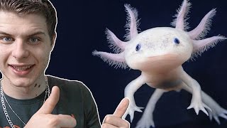 Bebe Axolotl Le Premier Vrai Repas Eublepharis Youtube