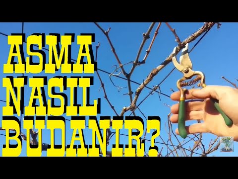 Video: Bir Asma Nasıl çizilir