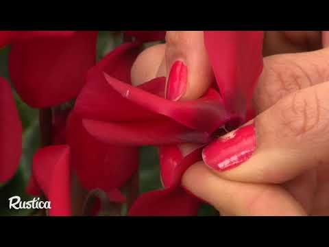 Vidéo: Cyclamen Européen (44 Photos) : Comment Faire Pousser à Partir De Graines Et De Bulbes ? Caractéristiques De La Reproduction Et Des Soins à Domicile. Quelle Terre A Raison ? Quel E