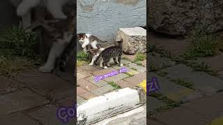 ÇOK ŞİRİN #remix #music #story #dj #djremix #shortis #cat #keşfet #funny #comedy Resimi