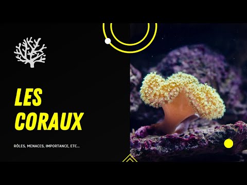 Vidéo: 5 Choses à Savoir Sur Les Récifs Coralliens Et Pourquoi Ils Ont Besoin D'être Sauvés - Réseau Matador