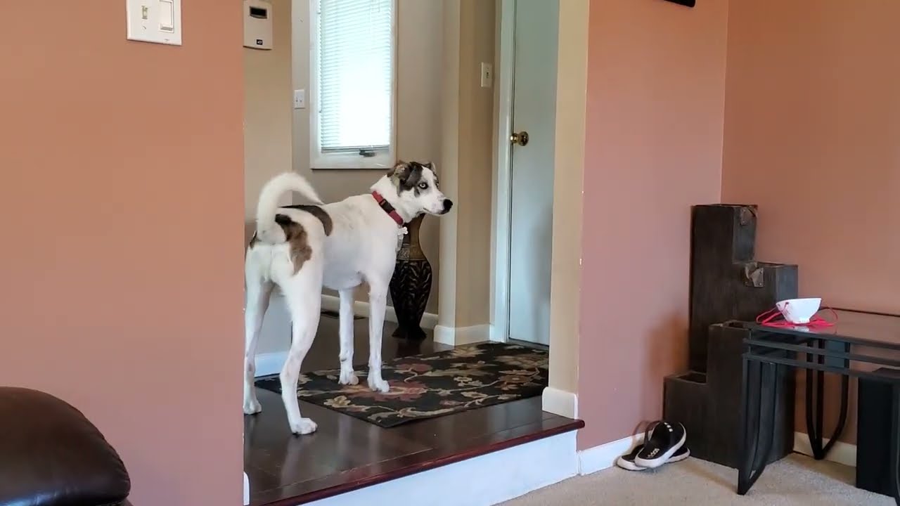 Standing Puppy 🐶 Hugs His Best Friend Pnut & Watchdog with 👀 Eyes Watches Security Cameras.