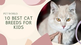 The Top 10 Best Cat Breeds For Kids by Bts Army 💜 47 views 2 years ago 3 minutes, 35 seconds