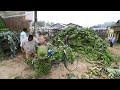세계 최대의 바나나 농장