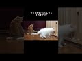 初対面でこんなに仲良しになれるなんて。2人目の白い弟。#shorts#猫shorts#兄弟猫#子猫#白猫#多頭飼い#猫のいる暮らし#ラグドール#初対面#猫動画