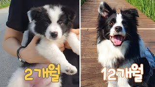보더콜리 강아지 1년 성장과정