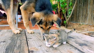 Puppy Want to Be a Mother Cat That Caring Them So Much