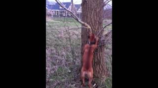 Amstaff Shelby Hanging Tree 2