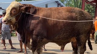 MEMANAS SAPI JUMBO SEMAKIN LANGKA❗SAPI 60 JUTA LANGSUNG DEAL