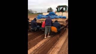 PEI Tuber Unit Seed Potato Planting May 2014