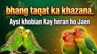 lovebirds breeding foods | mixsead for lovebirds | lovebirds summer  softfoods | fisher,lutino,albi