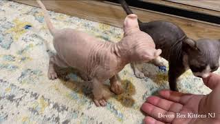 Sphynx Elf Kittens Playing with Mom, 1 month 1 week old, Hypoallergenic cats kittens for sale