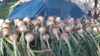 GARDEN UPDATE - CANDY ONIONS PULLED