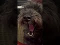 The biggest yawn in America