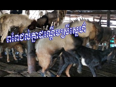 ការចិញ្ចឹមពពែ-ការបង្កាត់ពូជរបស់ពពែ-The goat fight for love-The goat feeding-animal feeding