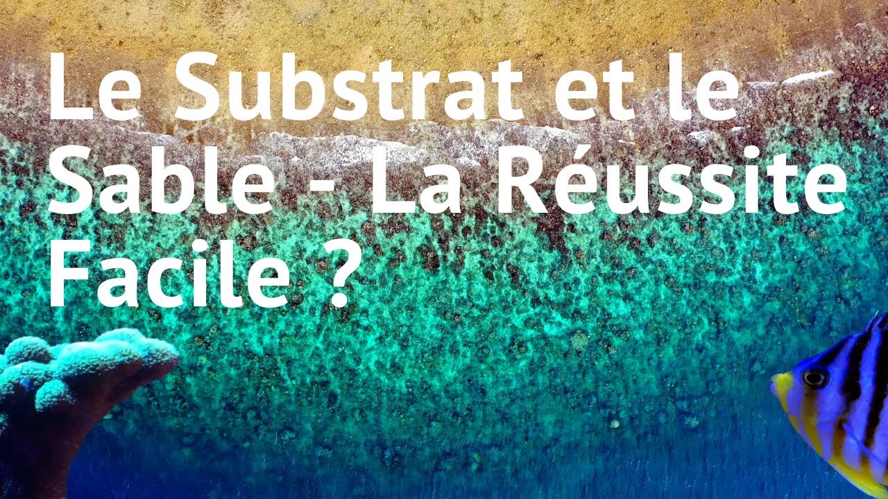 Le Substrat et le Sable - La Réussite Facile ?