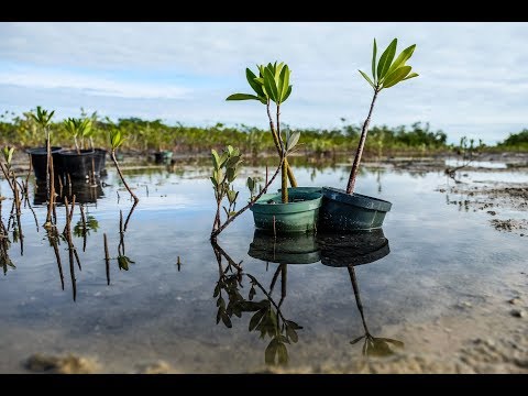 Vidéo: Planter Des Mangroves Pourrait Contribuer à L'élévation Du Niveau De La Mer à Miami