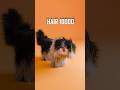 Hair Simulation on Minecraft Cat 100 vs 0.1 Million Hair #minecraft #blender #blender3d #animation