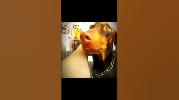 This is my first velocity edit so please don