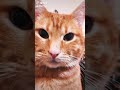 Кот из Tik Tok| Гипноз | Влияние кошек на человечество| Cats life