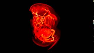 MRI of a chicken Embryo still in the egg