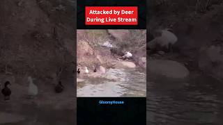 Attacked by Deer During Livestream #deer #frankcuesta #animals #news #breakingnews #twitch #tiktok