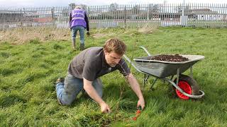 Young Tree Aftercare - Mulching