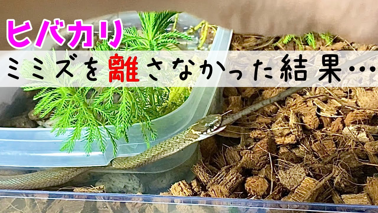 ヒバカリの餌やり 8 ミミズを離さなかったら 蛇の捕食 Youtube ヒバカリの餌やり 8 ミミズを離さなかったら 蛇の捕食 Youtube