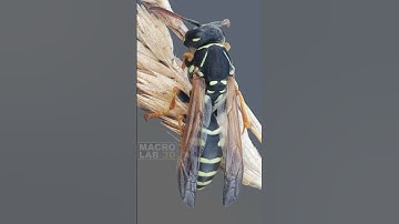 Paper wasp sleepy in the morning:  #macrophotography #macro #zoom #entomology #nature