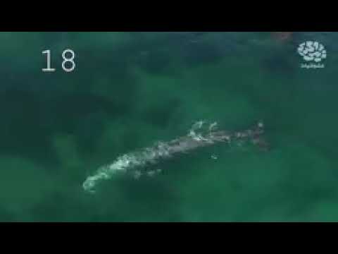 30 حقيقه مذهله عن امريكا الشماليه