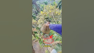 This Is How Durians Are Harvested! 😲 This Girl Has Incredible Skills! 🏆🥭 #Durian #Harvesting #shorts