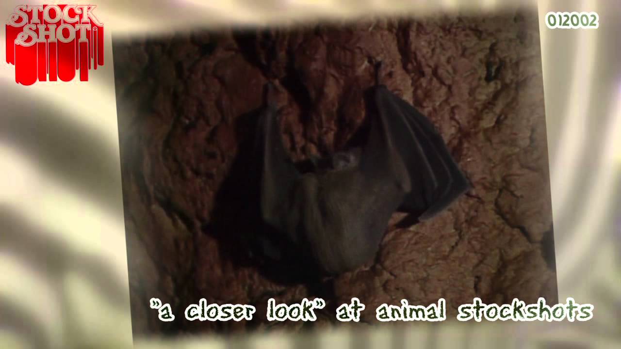 A Closer Look - Bats - Vleermuizen