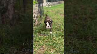 Best Boxer Breeder USA Beautiful Healthy Strong Boxer puppies AKC 100 European Bloodlines