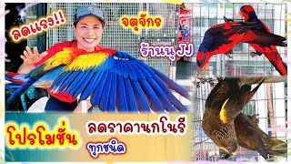 โปรลดพิเศษ นกโนรี ทุกชนิด พิเศษสำหรับคลิปนี้เท่านั้น จตุจักร ร้านนุ JJ