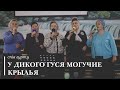 У дикого гуся могучие крылья | спів |  гурт сестер