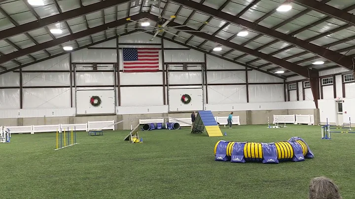 Gilda Novice Standard at Border Collie AKC Trial a...