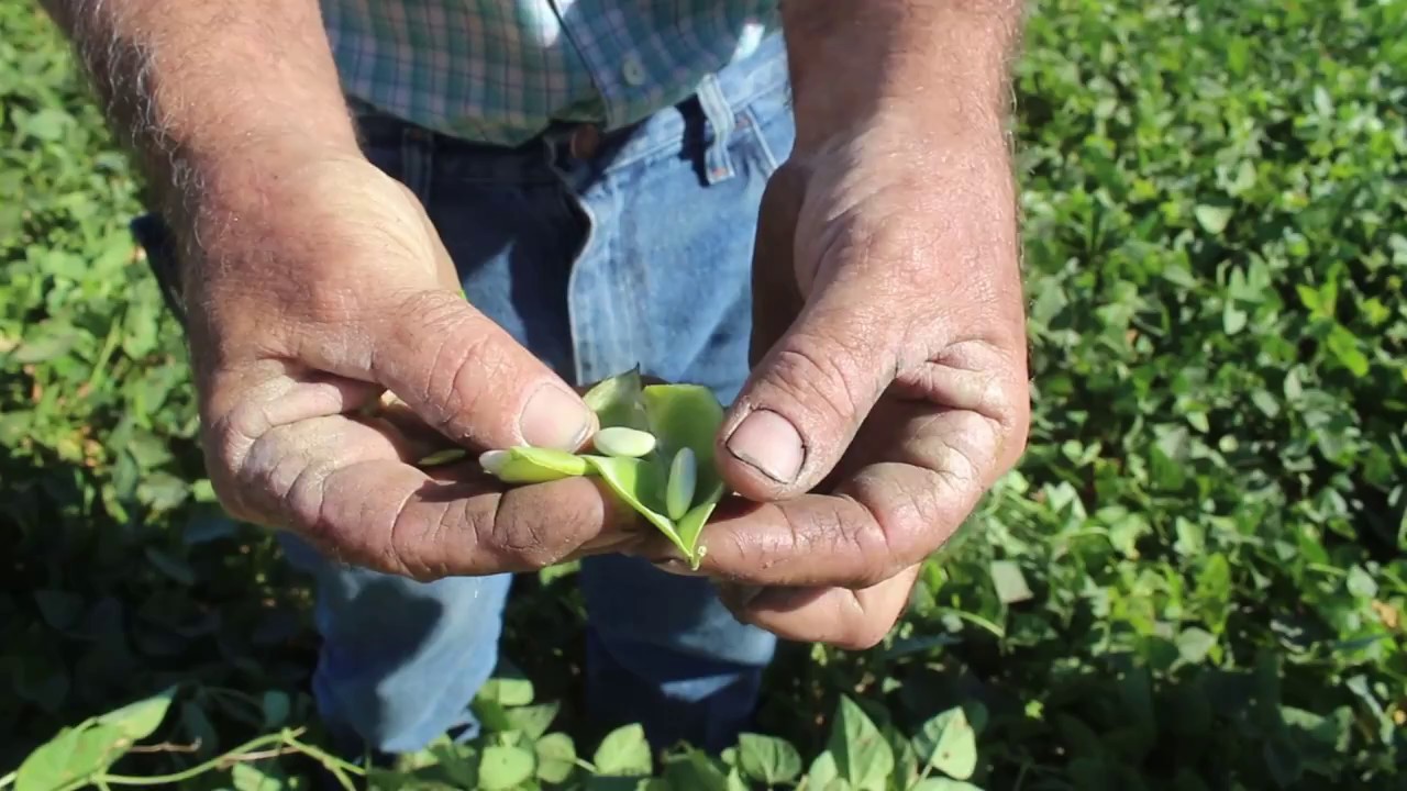 Baby lima beans before harvest - YouTube
