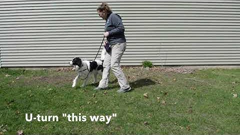 Look at that - a game for reactive dogs