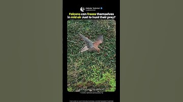 Falcons Can Literally Freeze in Mid-Air! 🦅❄️