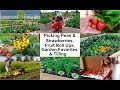 Picking Peas & Strawberries, Tilling, Homemade Fruit Roll Ups, My Garden Favorites