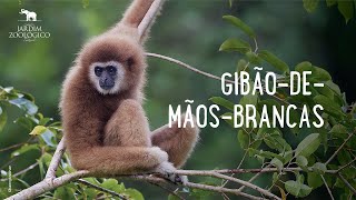 Gibão-de-mãos-brancas | Jardim Zoológico