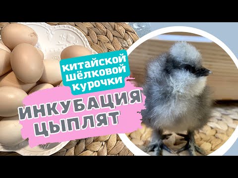 🤗Инкубация цыплят🐣Китайской Шёлковой Курочки🐣